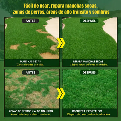 SEMILLAS CONSTRUCTORAS DE CÉSPED | De tierra seca a jardín vivo 🌱